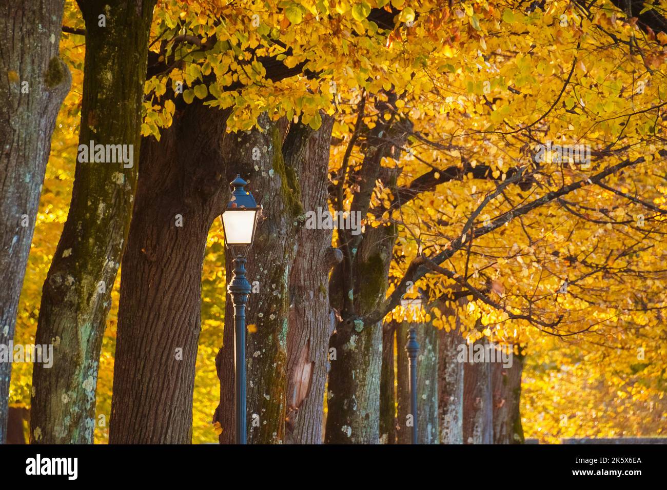 Autumn and foliage in the park. Vintage street lamps among autumnal leaves Stock Photo