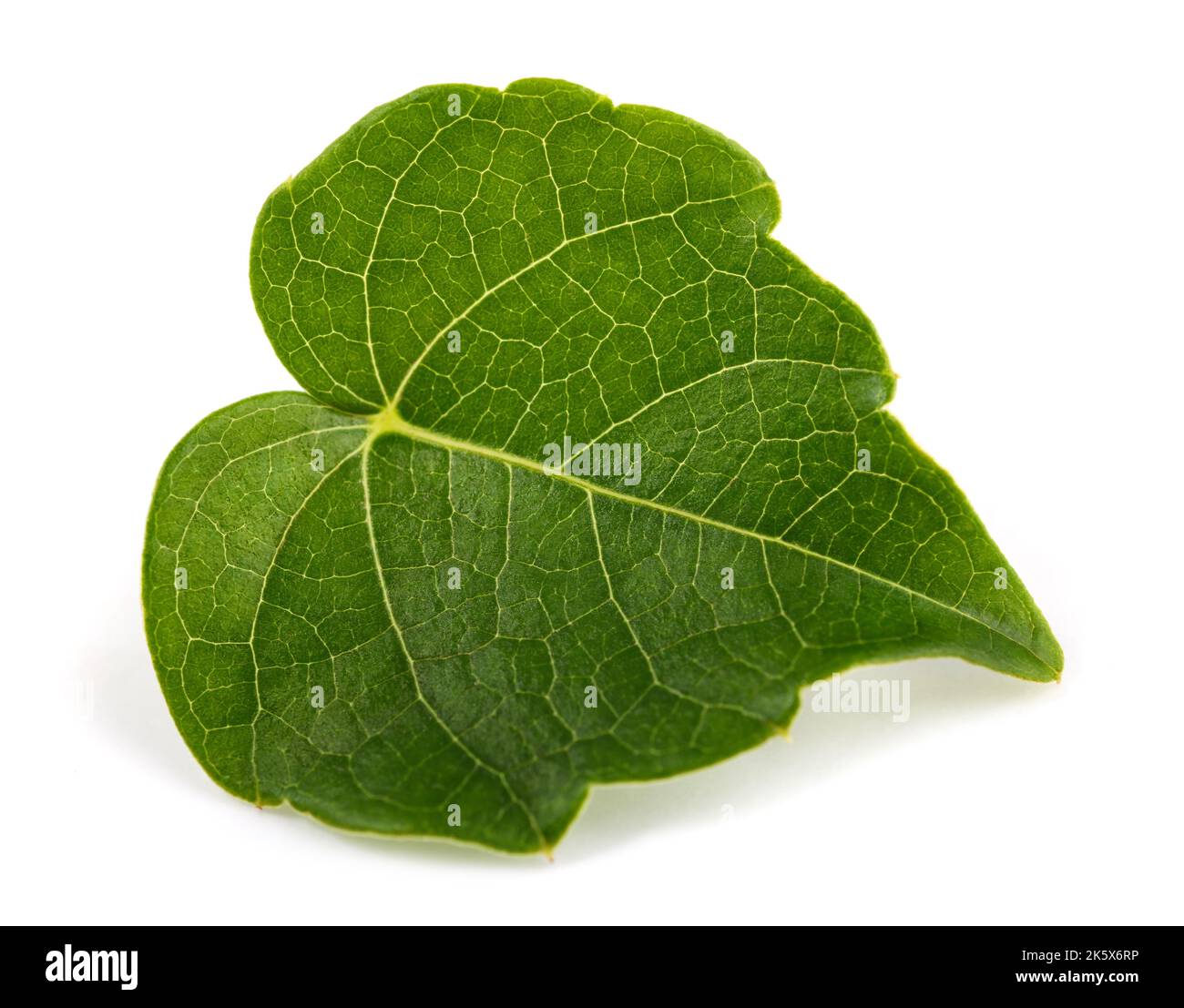 Boston ivy leaf isolated on white background Stock Photo - Alamy