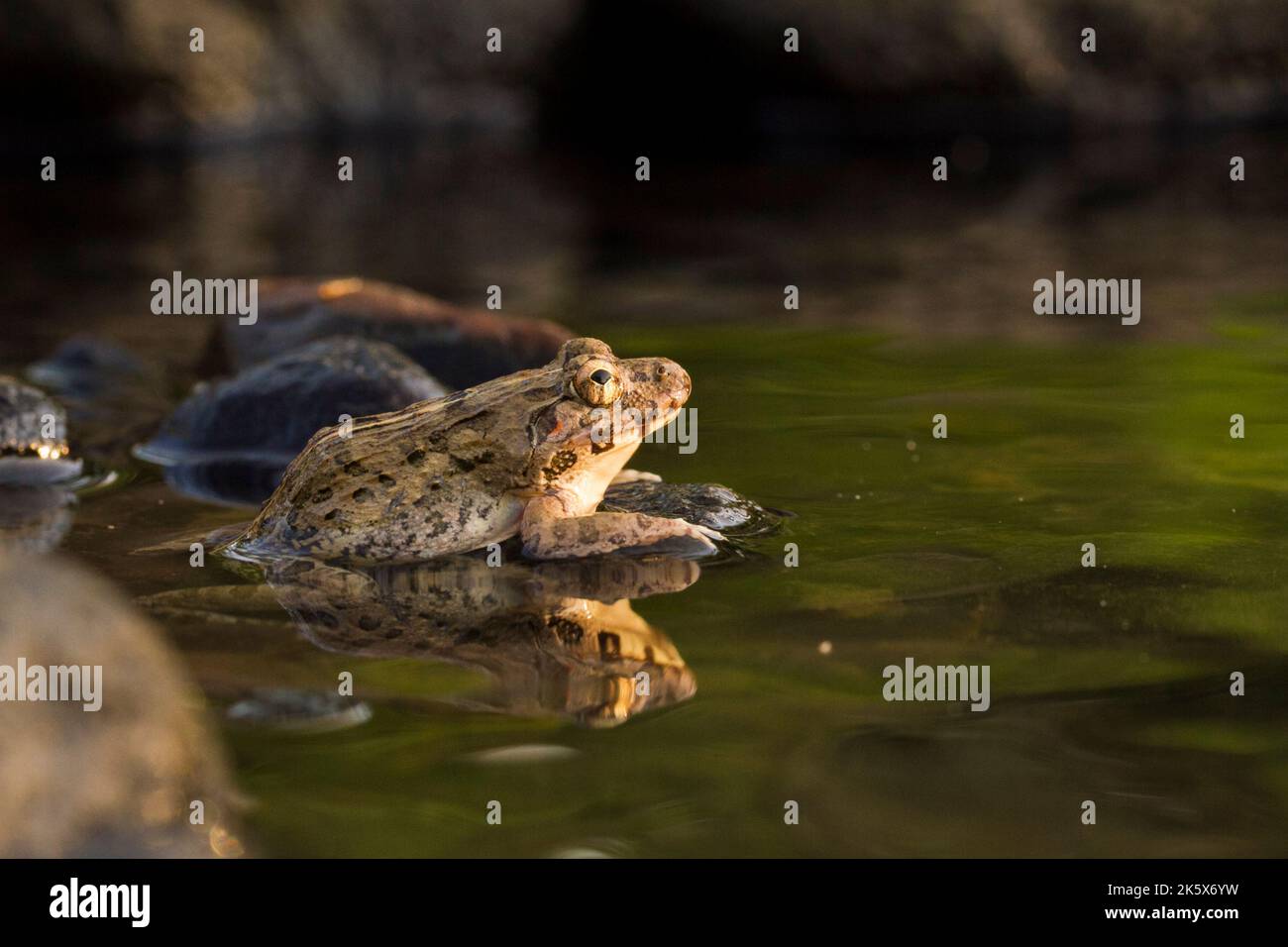 Crab eating frog or mangrove frog Fejervarya cancrivora on the river