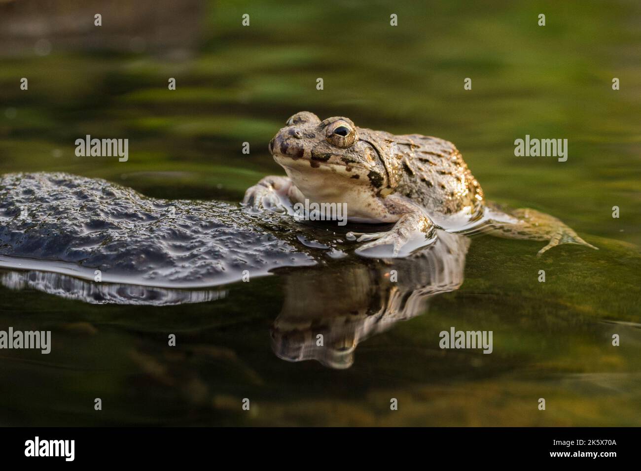 Crab eating frog or mangrove frog Fejervarya cancrivora on the river