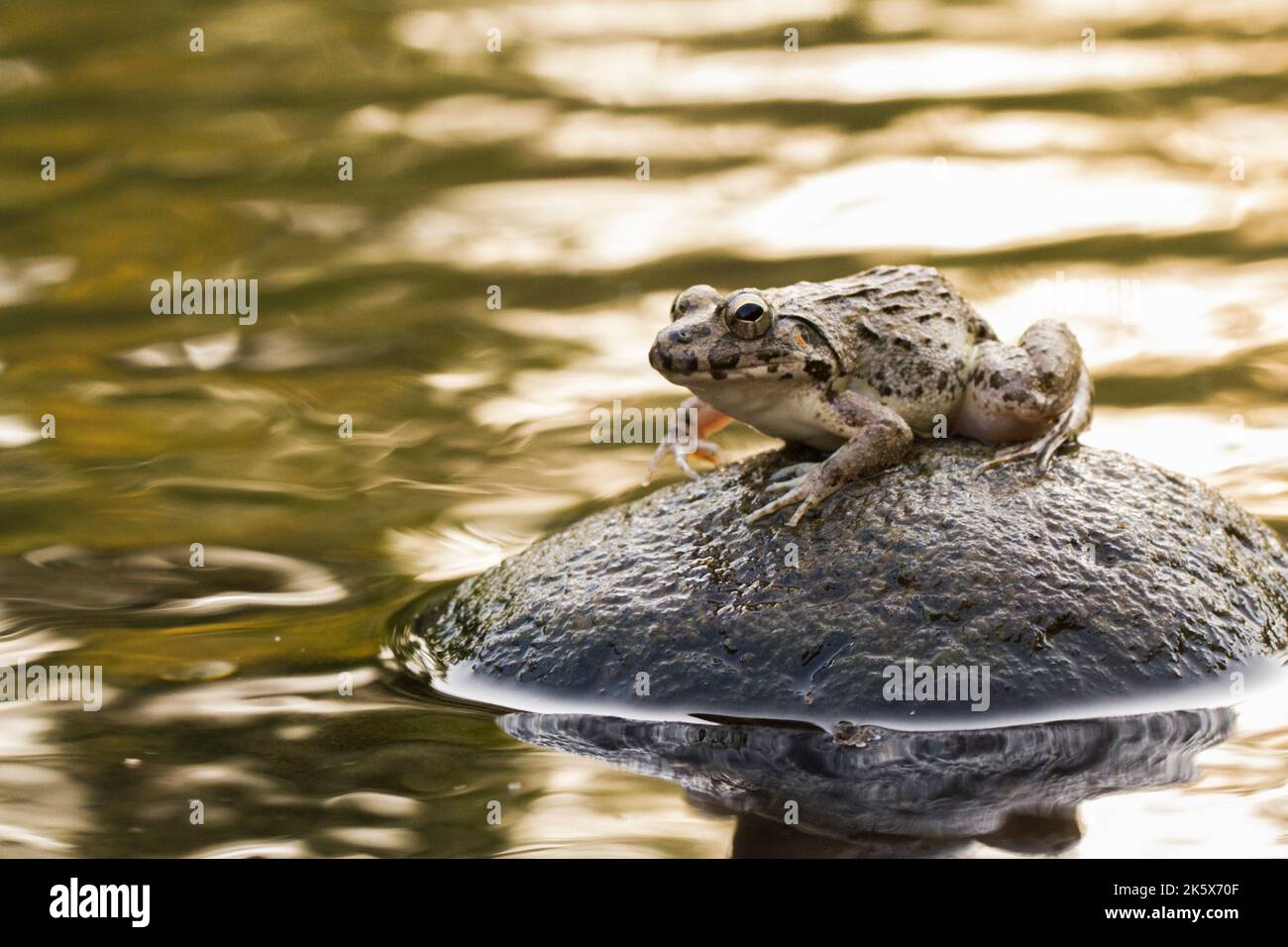 Crab eating frog or mangrove frog Fejervarya cancrivora on the river