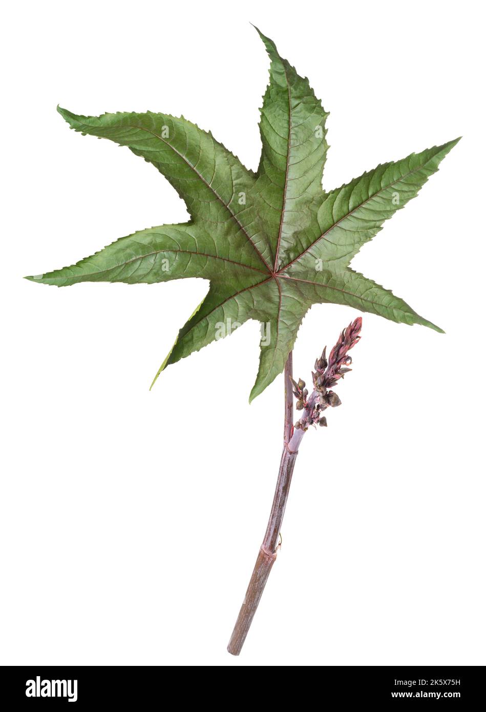 Castor leaf ricinus communis Cut Out Stock Images & Pictures - Alamy