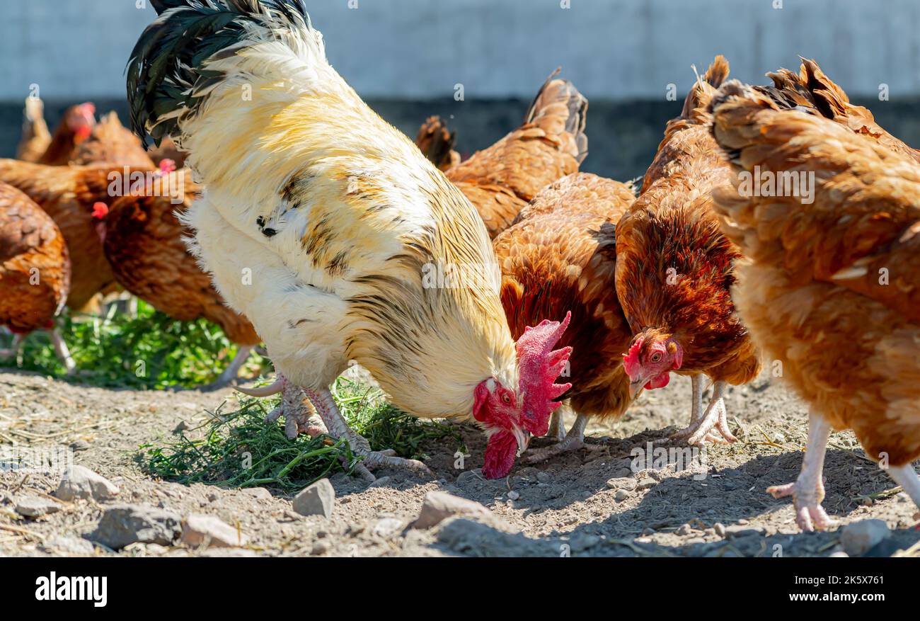 Chickens on traditional free range poultry farm Stock Photo Alamy