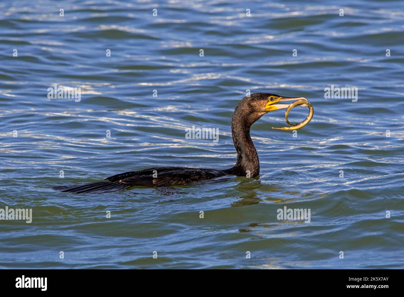 Great cormorant (Phalacrocorax carbo) swimming along the North Sea coast with caught greater pipefish (Syngnathus acus) in beak Stock Photo