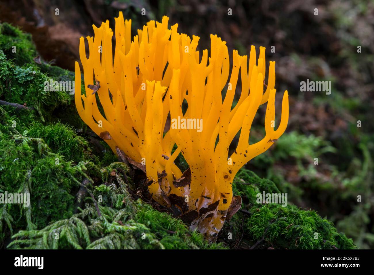 Yellow stagshorn (Calocera viscosa), jelly fungus showing branching basidiocarps among moss on forest floor in autumn woodland Stock Photo