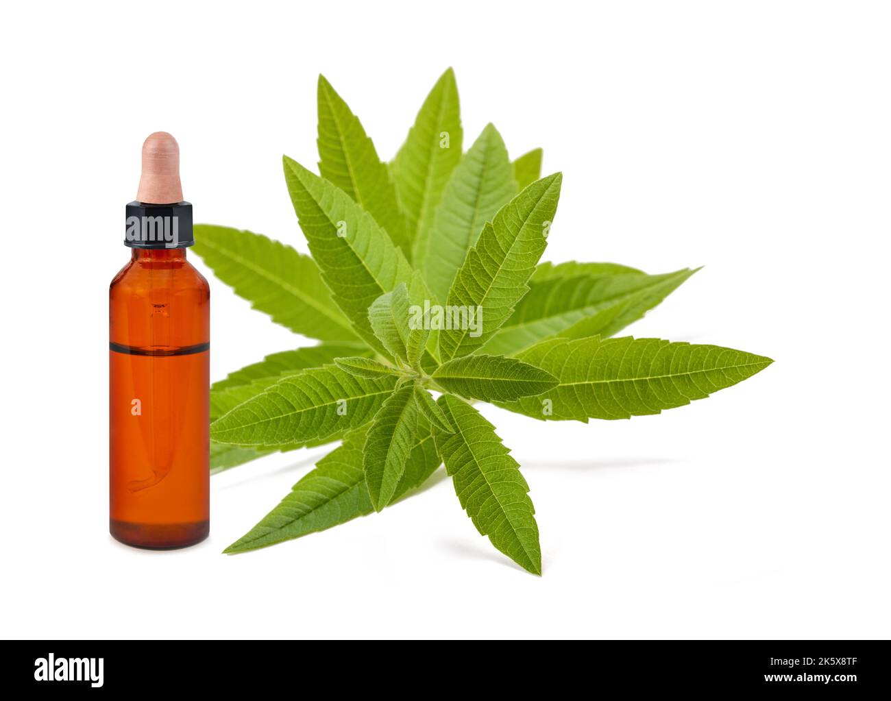 Lemon verbena with bottle with essence isolated on white background