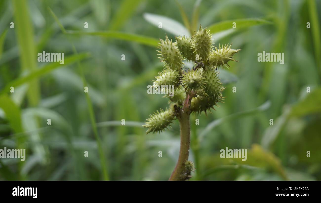 Closeup of seeds of Xanthium strumarium also known Ditchbur,Noogoora, Common, Rough, Burweed, European, Noogoora Burr,Noogoora bur, Sheeps bur. The fr Stock Photo