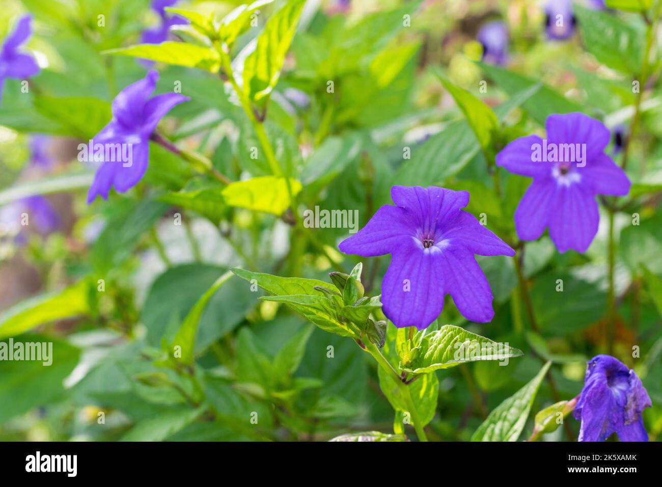 peasant flower garden, Browallia speciosa or purple flower with white center. Phanerogamous plant belonging to the Solanaceae family. It is native to Stock Photo