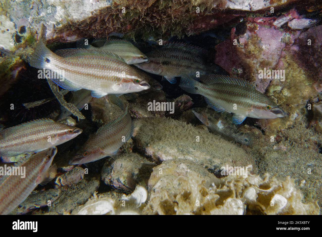 Juvenile Peacock wrasses (Symphodus tinca) in Mediterranean Sea Stock Photo