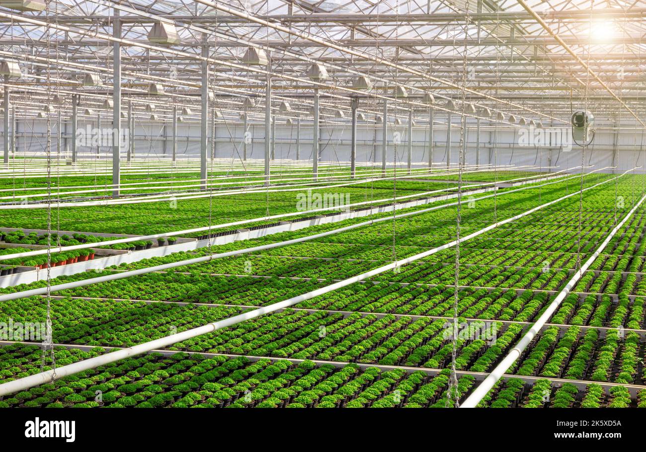 Industrial greenhouse with rows of cultivation. Stock Photo