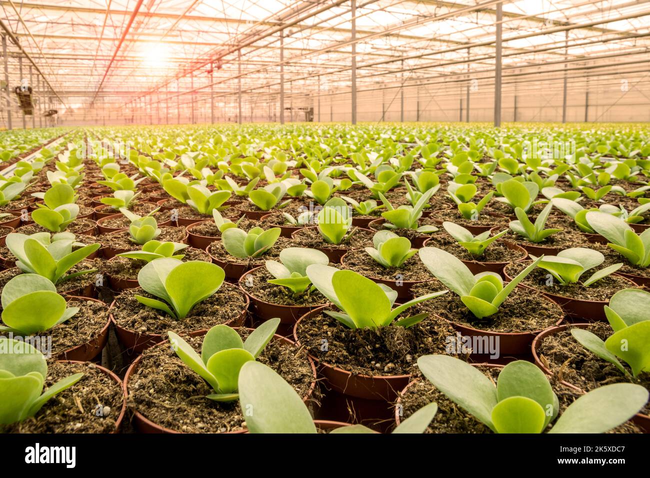 Industrial greenhouse with rows of cultivation. Stock Photo
