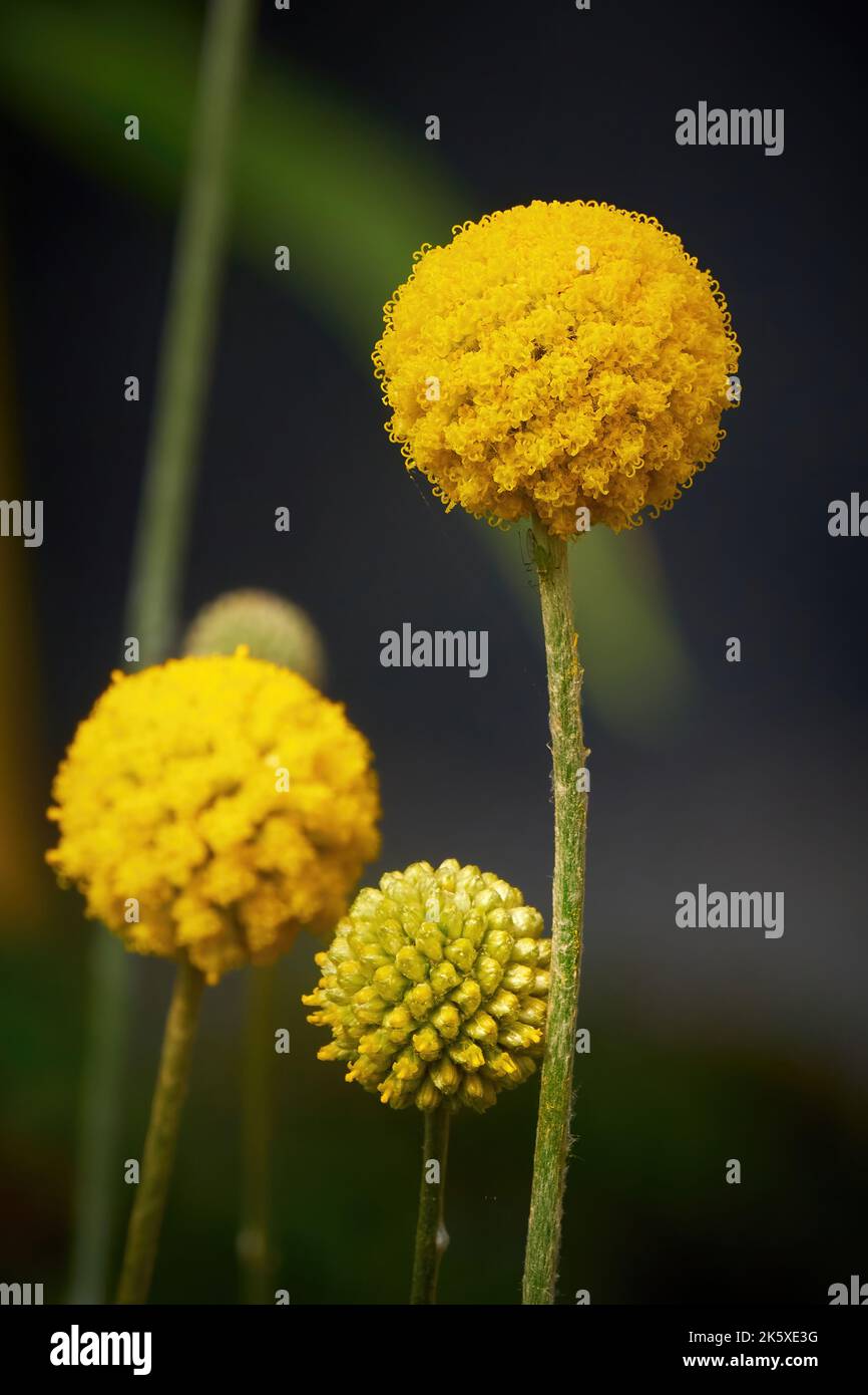 Craspedia Globosa 'Golf Beauty' (Billy Buttons) flowers Stock Photo