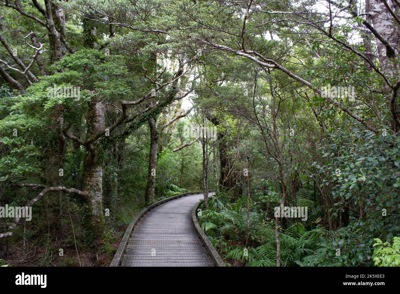 A walkway in the woods winding between green trees Stock Photo - Alamy