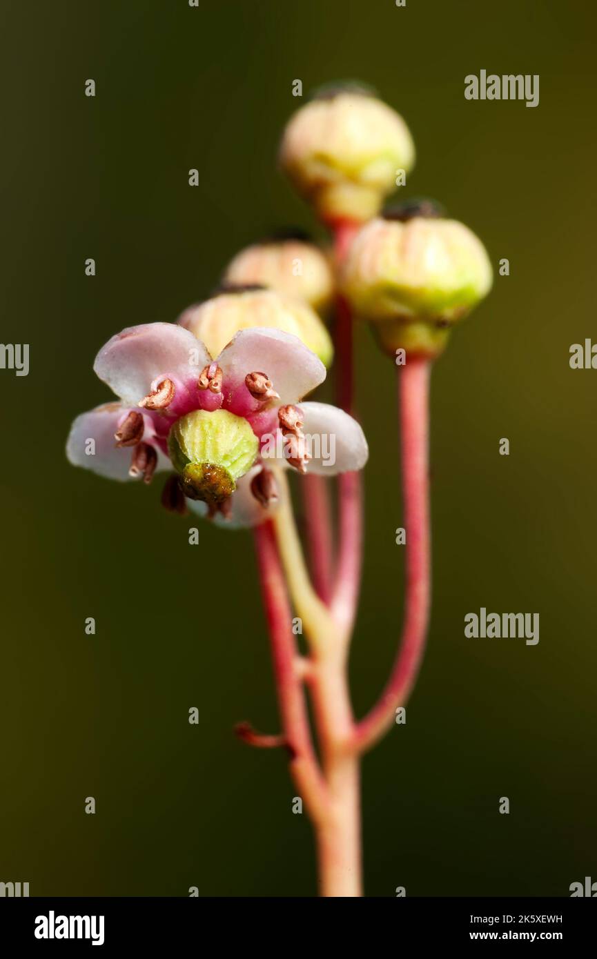 A small graceful flower umbellate wintergreen (Chimaphila umbellata) in a pine forest in Belarus Stock Photo