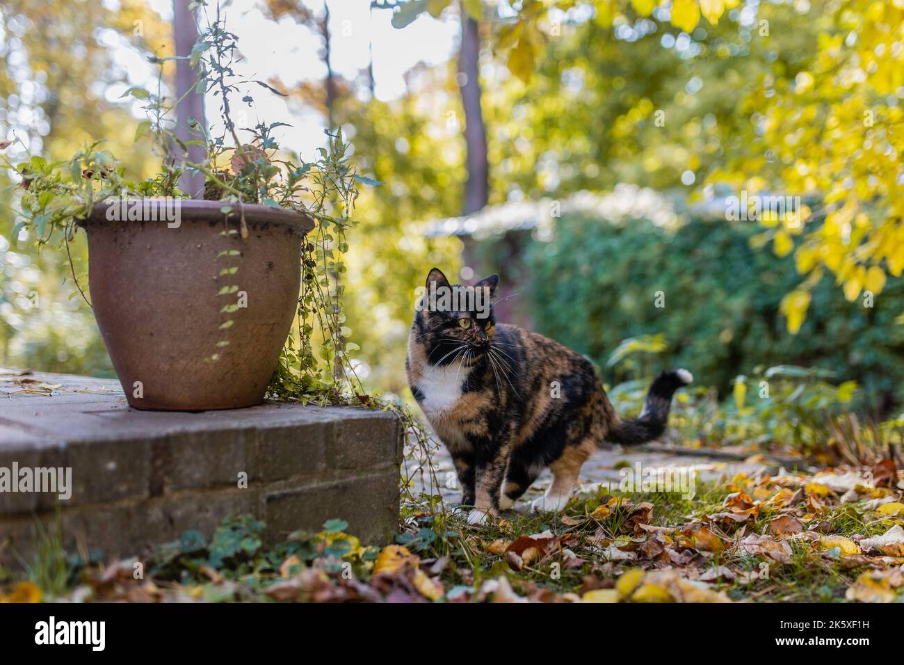 Cute cat in autumn by the plant on the porch Stock Photo