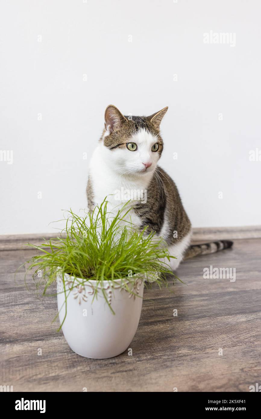 Domestic cat eat juicy green grass Cyperus alternifolius Zumula for cats in flower pot, Indoor cat health care concept Stock Photo