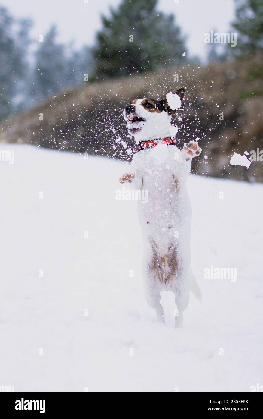 Dog playing in the snow jumping to catch snow balls Stock Photo - Alamy