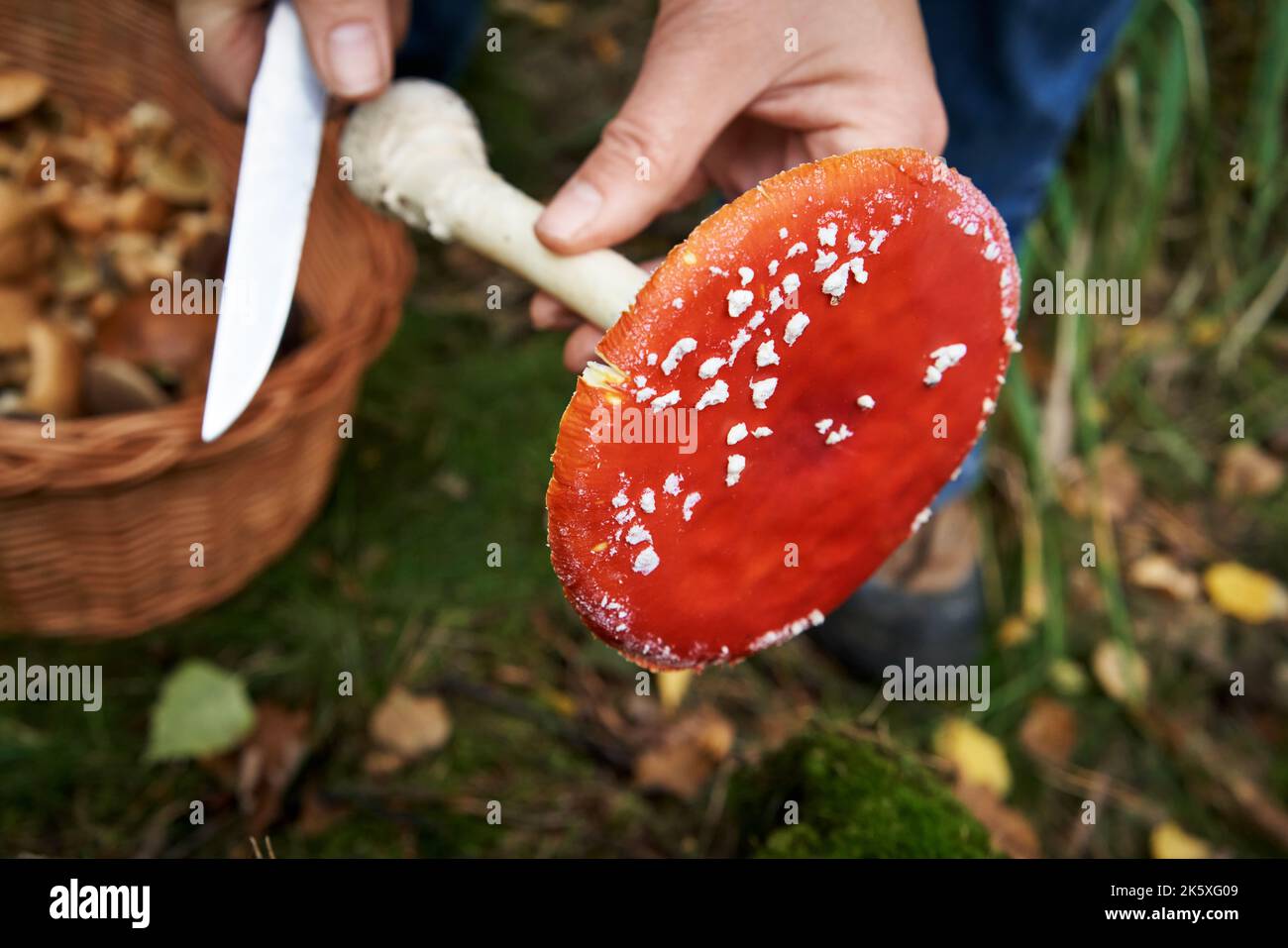 Picking and cleaning red fly agaric or amanita wild poisonous mushroom used in herbal medicine