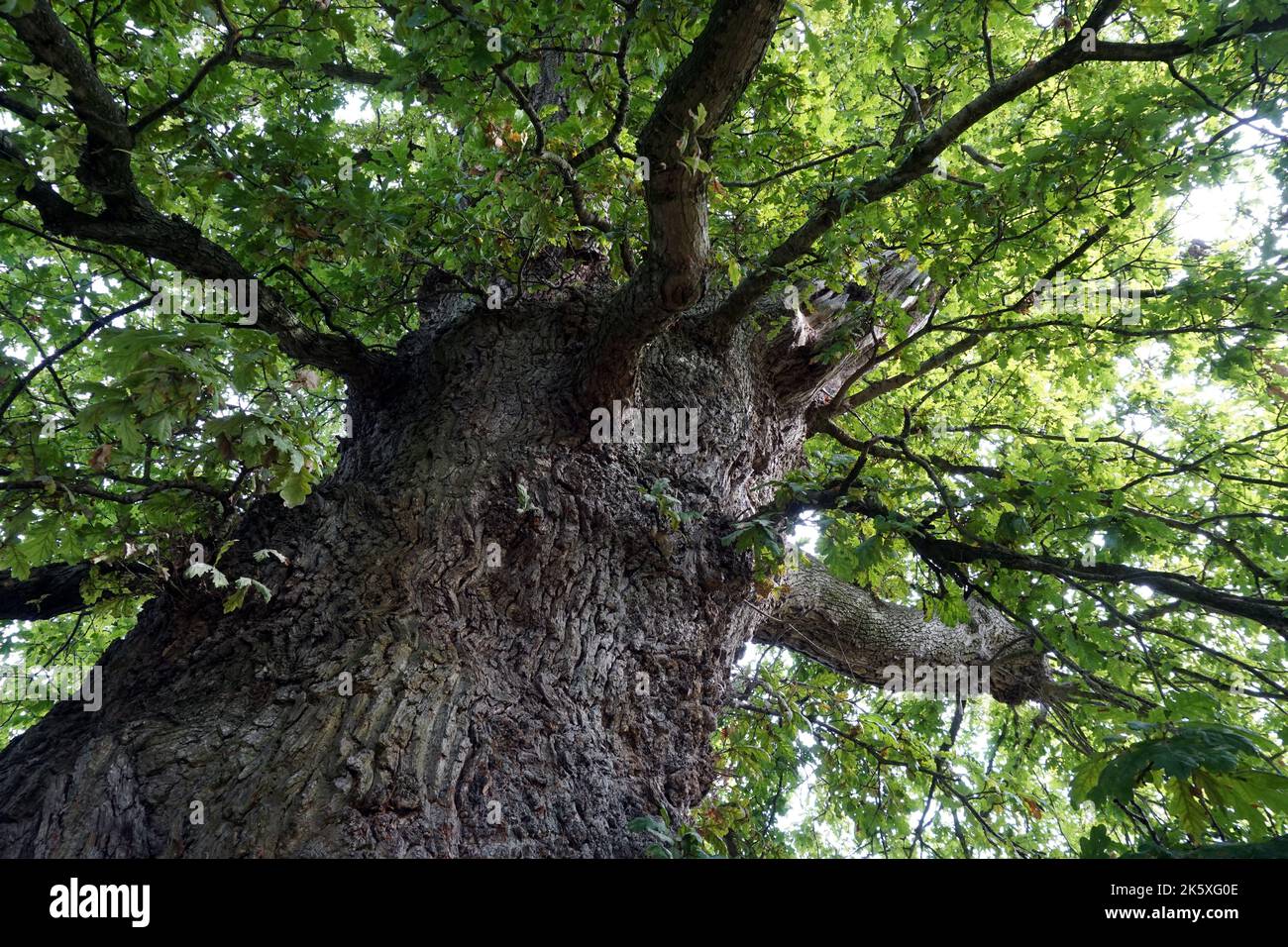An old oak tree Stock Photo