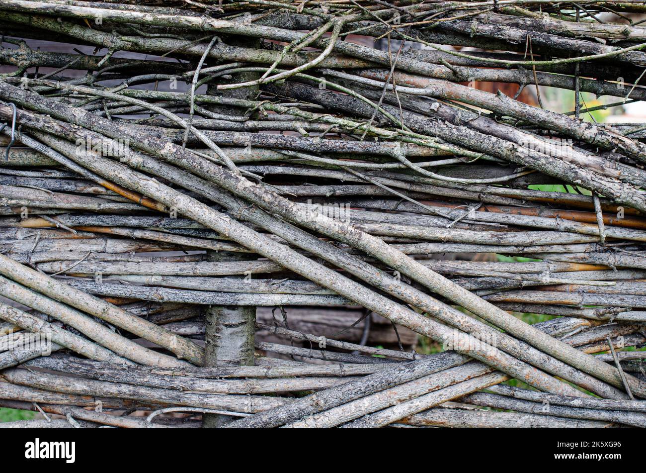 fence made of tree branches boards, Close up of tree trunk in forest, DIY wattle fencing, woven thin branches between upright slats, eco friendly fenc Stock Photo