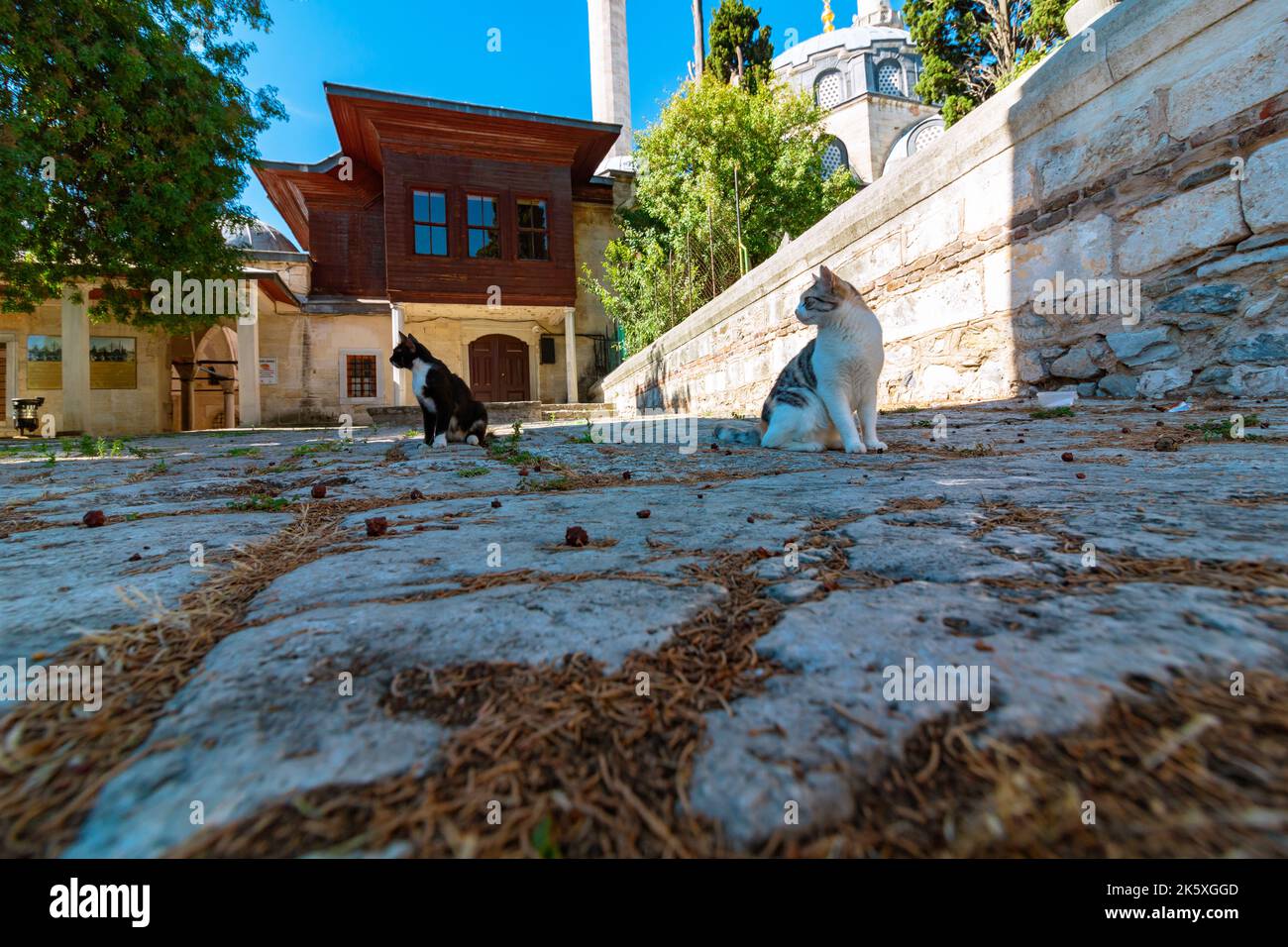 Two stray cats in the garden of a mosque in Istanbul. Stray cats of