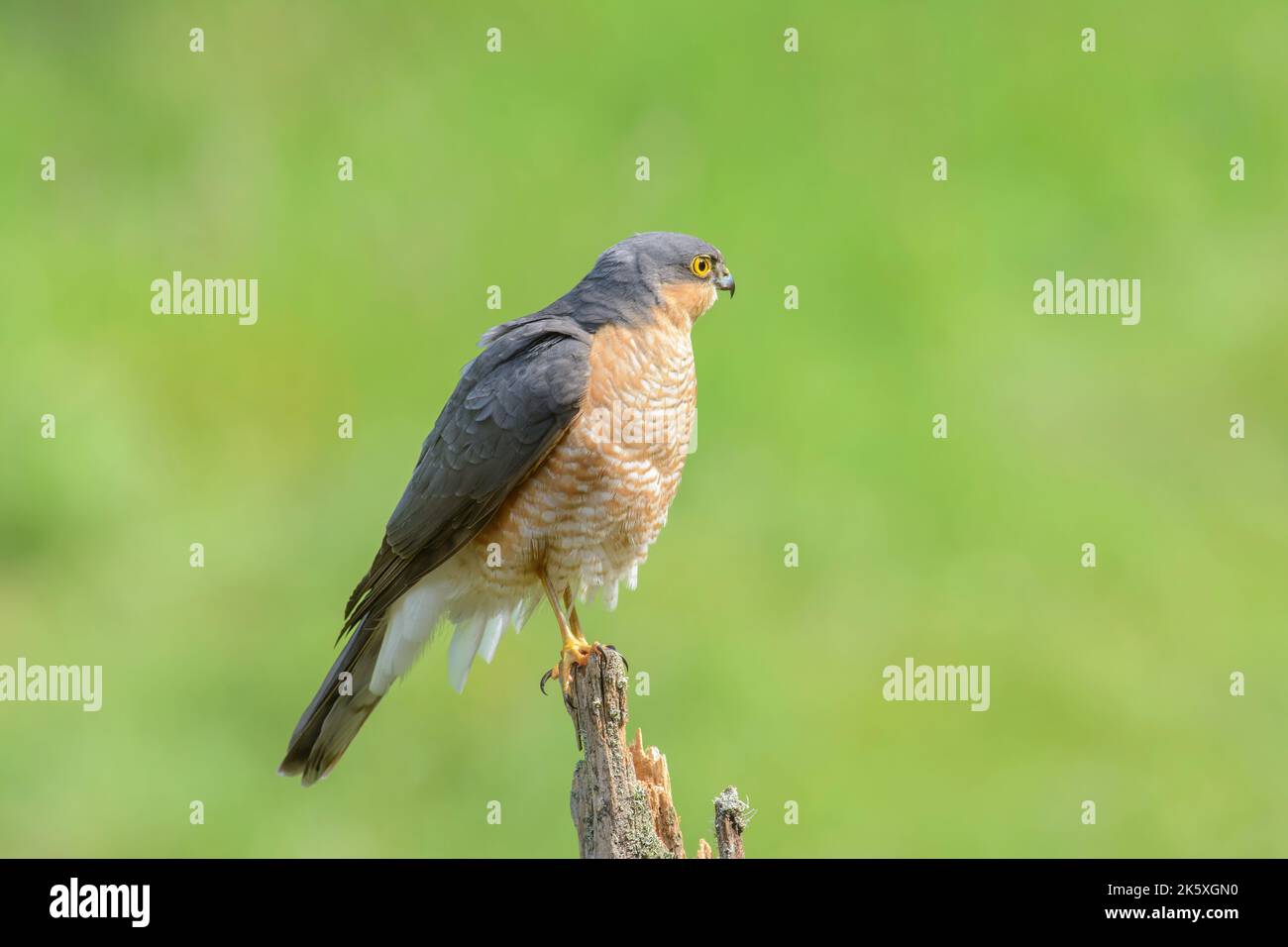 Sparrow hawk, Accipiter Nisus, Perched on a broken fence post, side on view Stock Photo