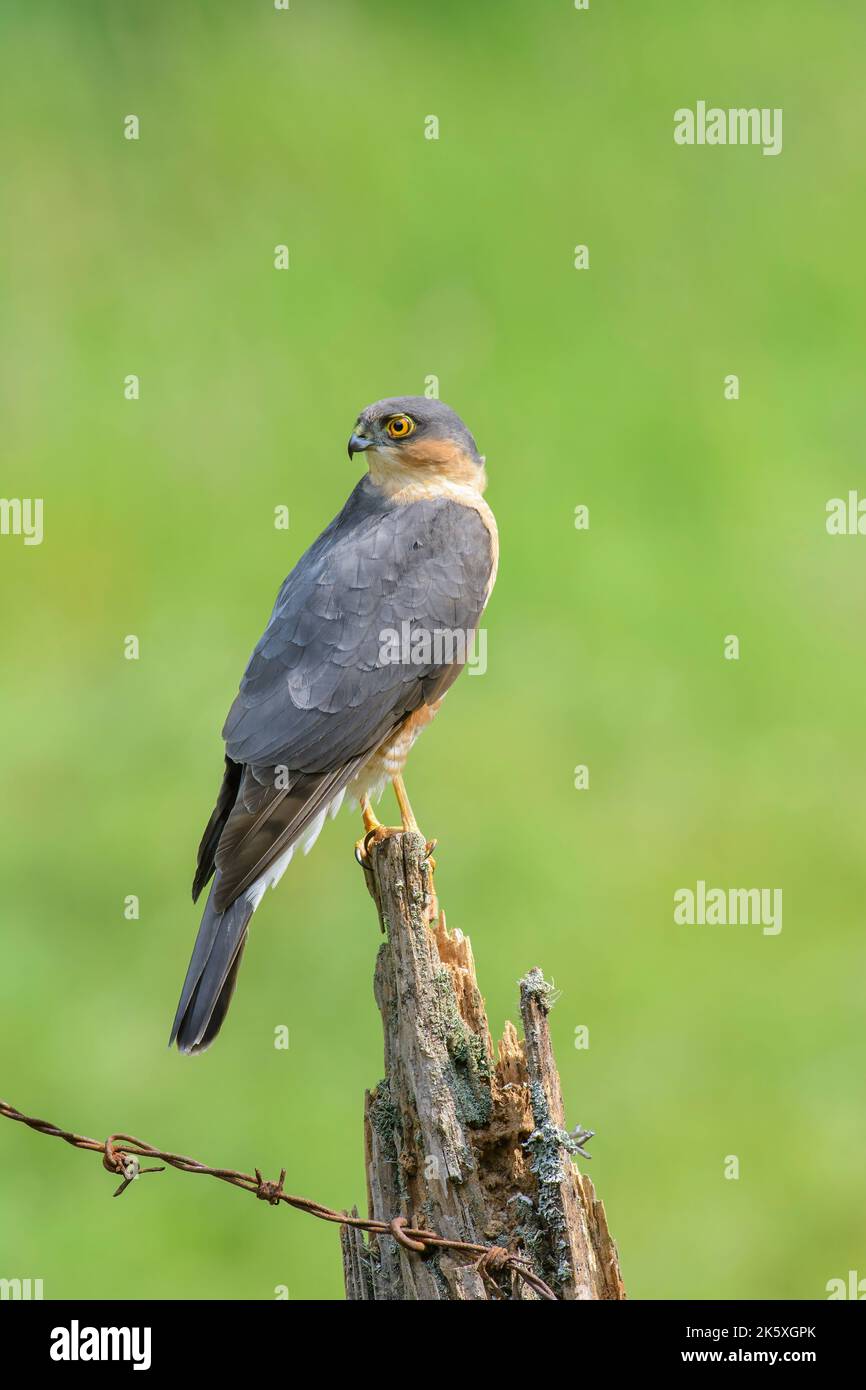 Sparrow hawk, Accipiter Nisus, Perched on a broken fence post, side on view, head turned to rear Stock Photo