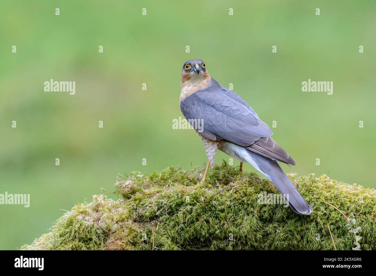 Sparrow hawk, Accipiter Nisus, Perched on a lichen covered log, side on view, head towards viewer Stock Photo