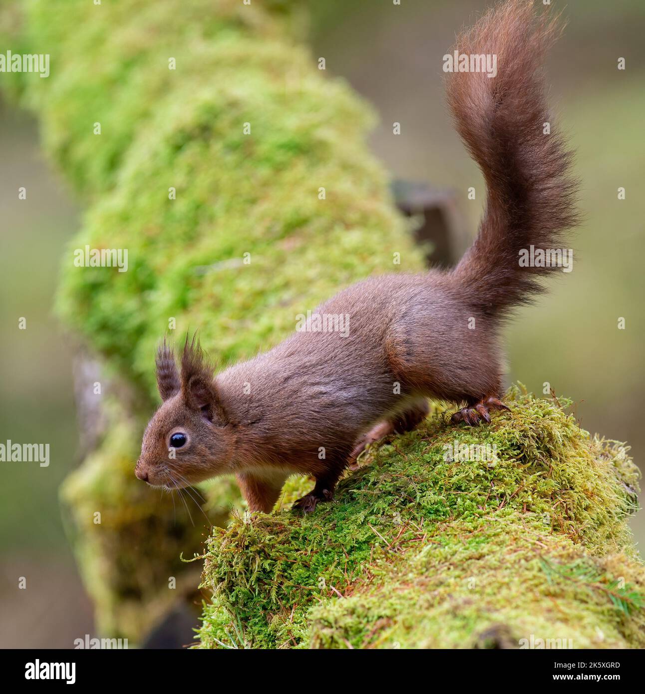 Red Squirrel, Sciurus vulgaris, on a lichen covered log, side view. Stock Photo