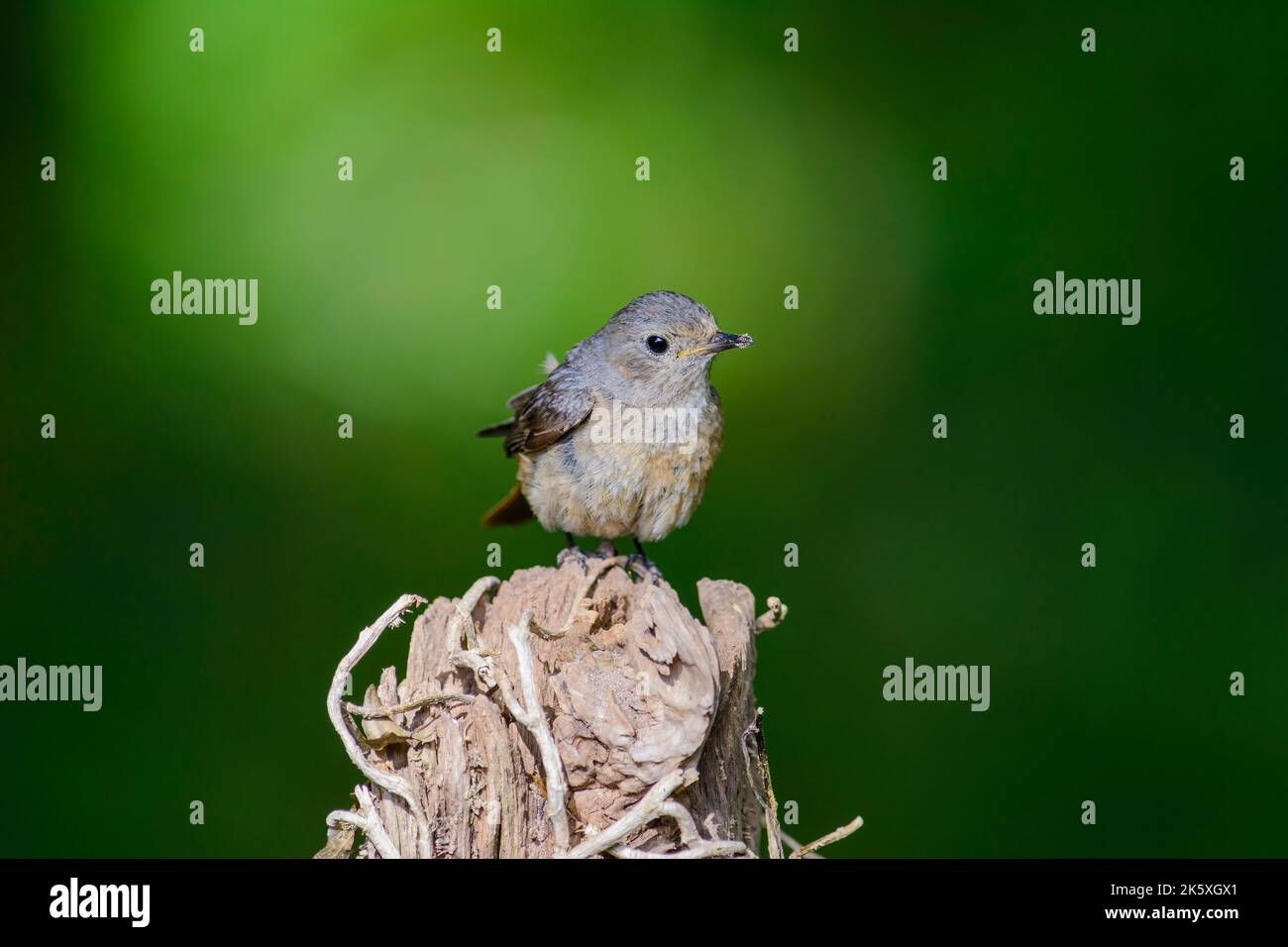 Female Redstart, Phoenicurus phoenicurus,  perched on a broken tree stump, frontal view Stock Photo