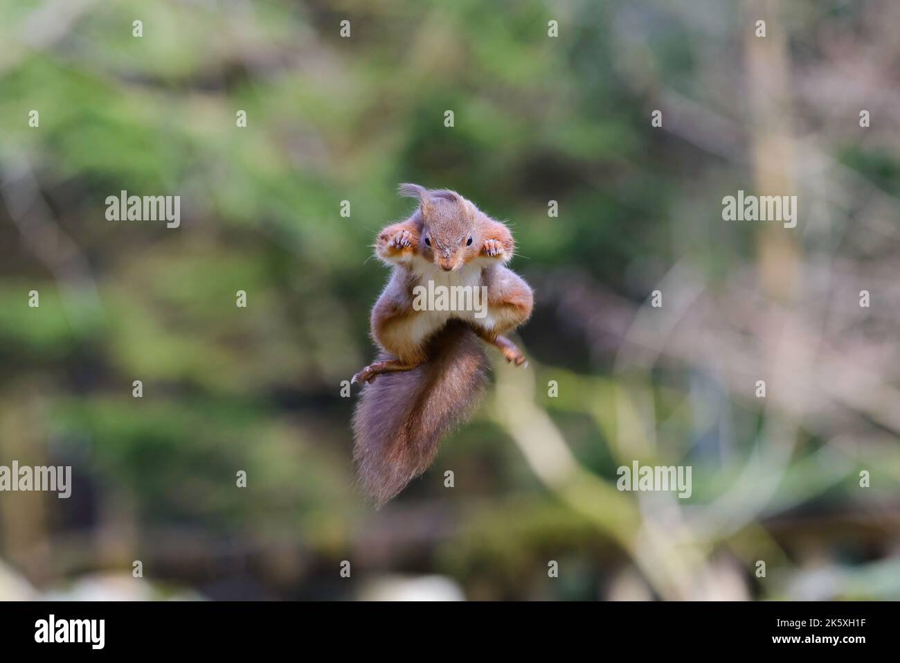Red Squirrel, Sciurus vulgaris, jumping in mid-air, frontal view Stock Photo