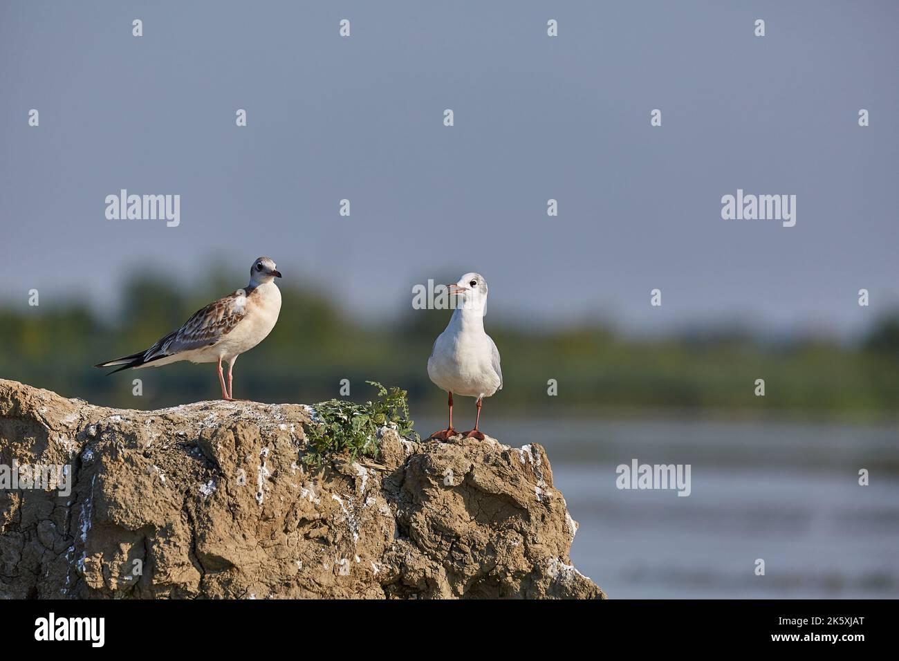 Seagulls on a small island in a lkae Stock Photo