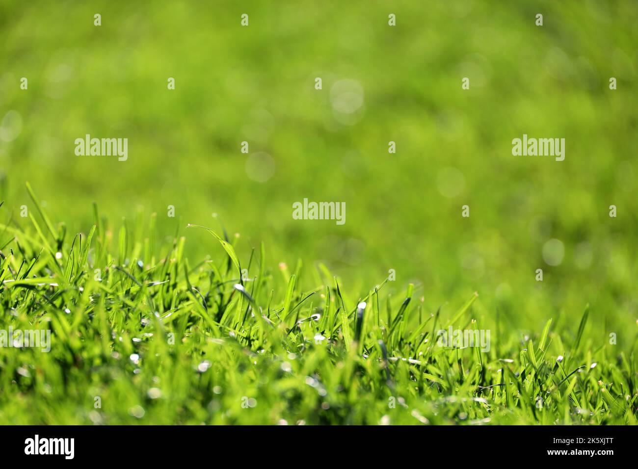 rural summer background. cut grass with copy space. people in the background  in blur Stock Photo - Alamy