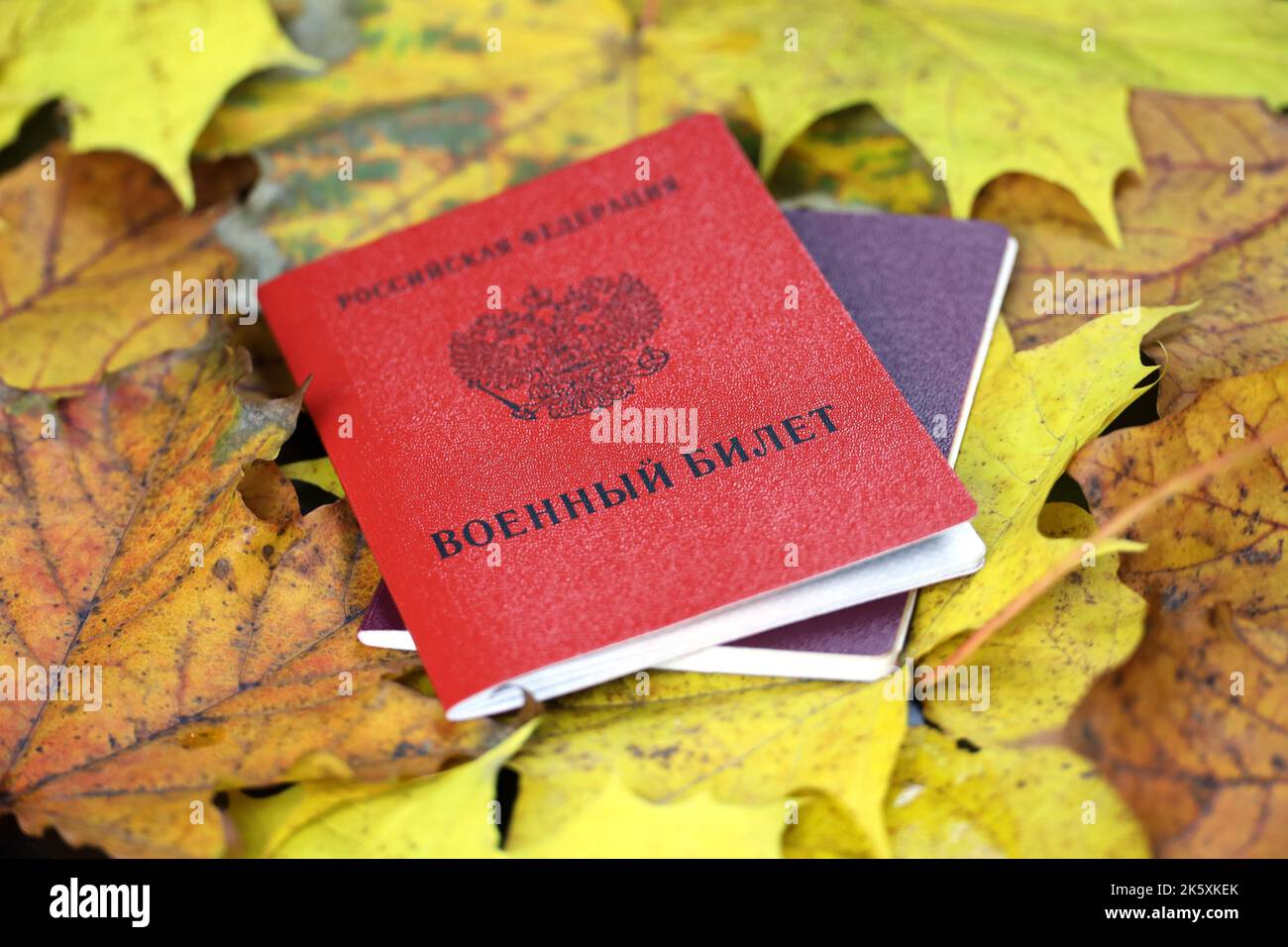 Russian military ID on maple leaves, translation of inscription: Military ID card, Russian Federation. Concept of mobilization in Russia in autumn Stock Photo