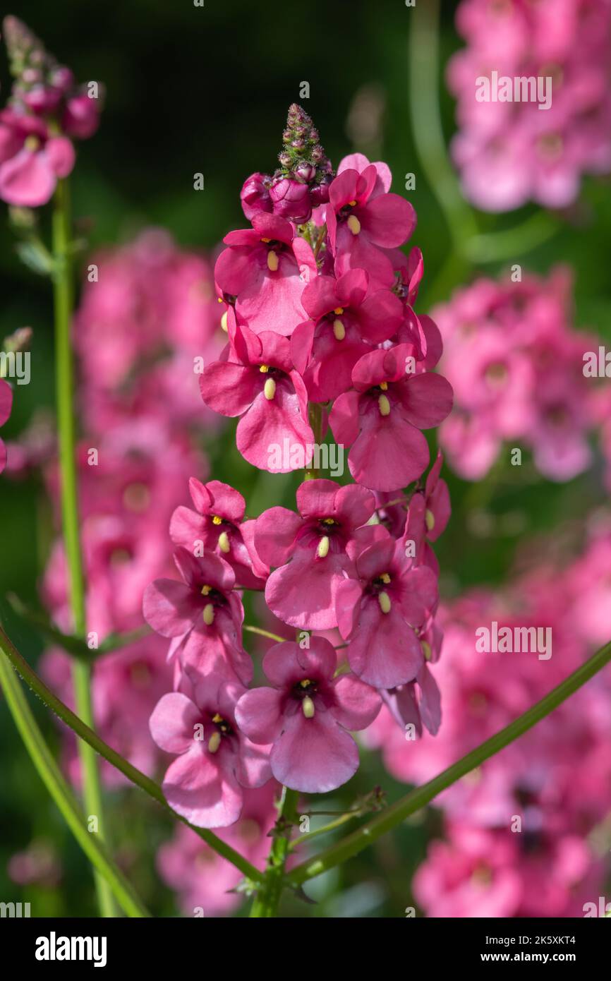 Close up of diascia flowers in bloom Stock Photo