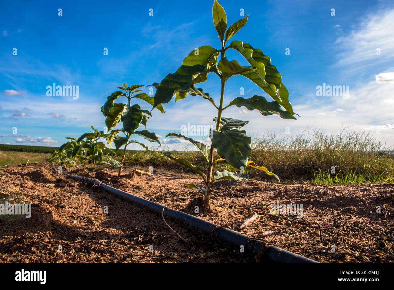 VERA CRUZ, SP, BRASIL. 08.05.2019. Mudas de café plantadas em um campo com irrigação feita por gotejamento no município de Vera Cruz, região centro-oe Stock Photo