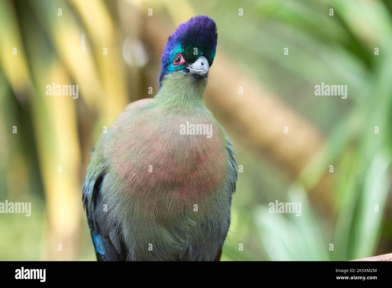 Purple-crested turaco is the National Bird of the Kingdom of Swaziland ...