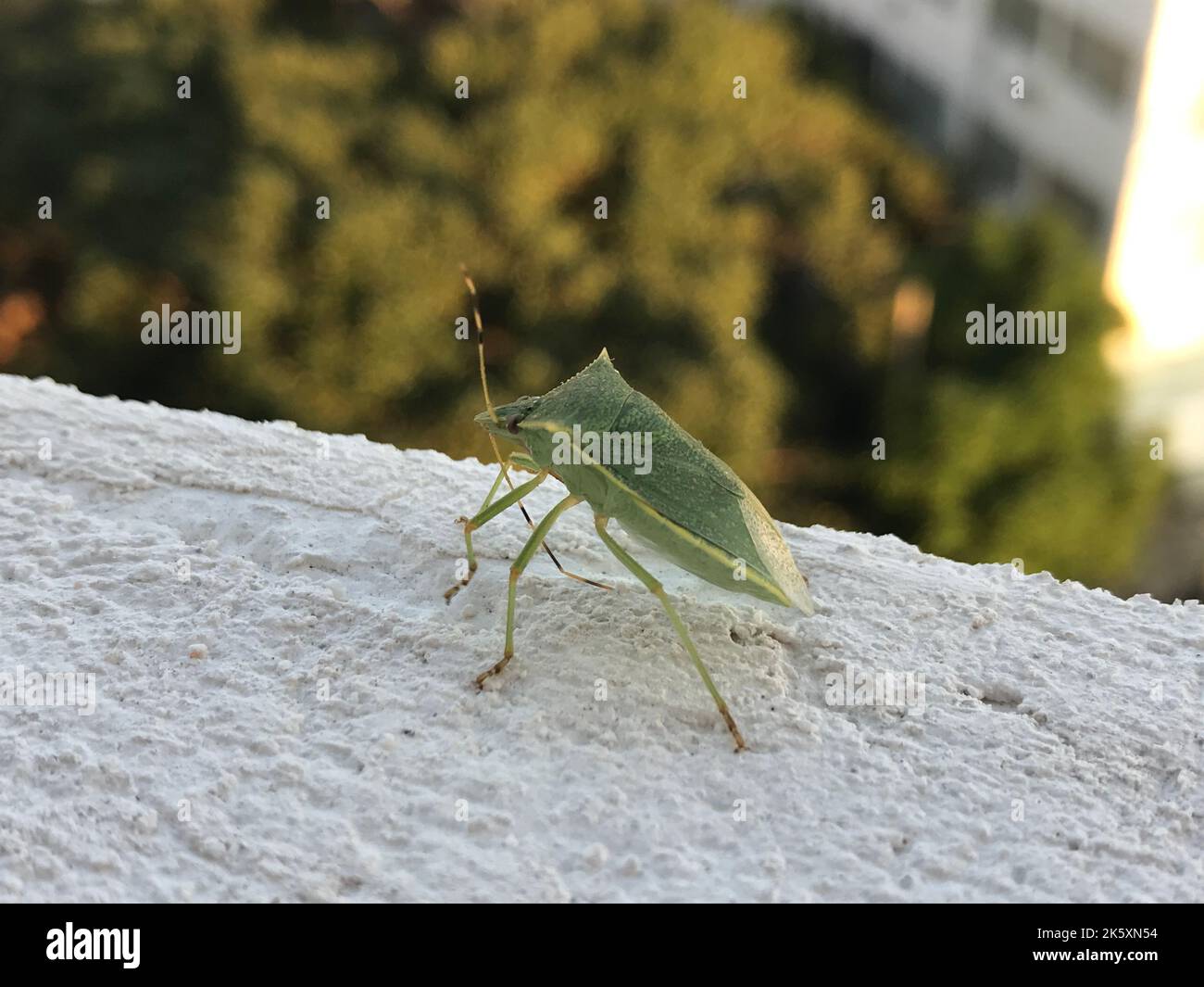 Green stinkbug (Acrosternum hilare), Acapulco, Mexico Stock Photo - Alamy
