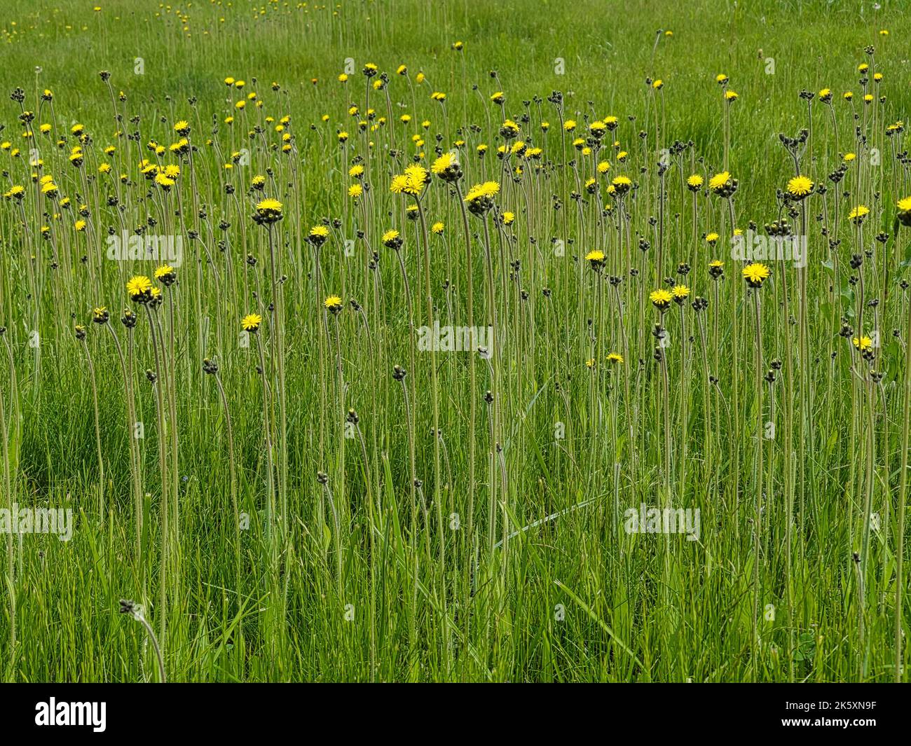 A beautiful view of flatweed flowers in a backyard Stock Photo