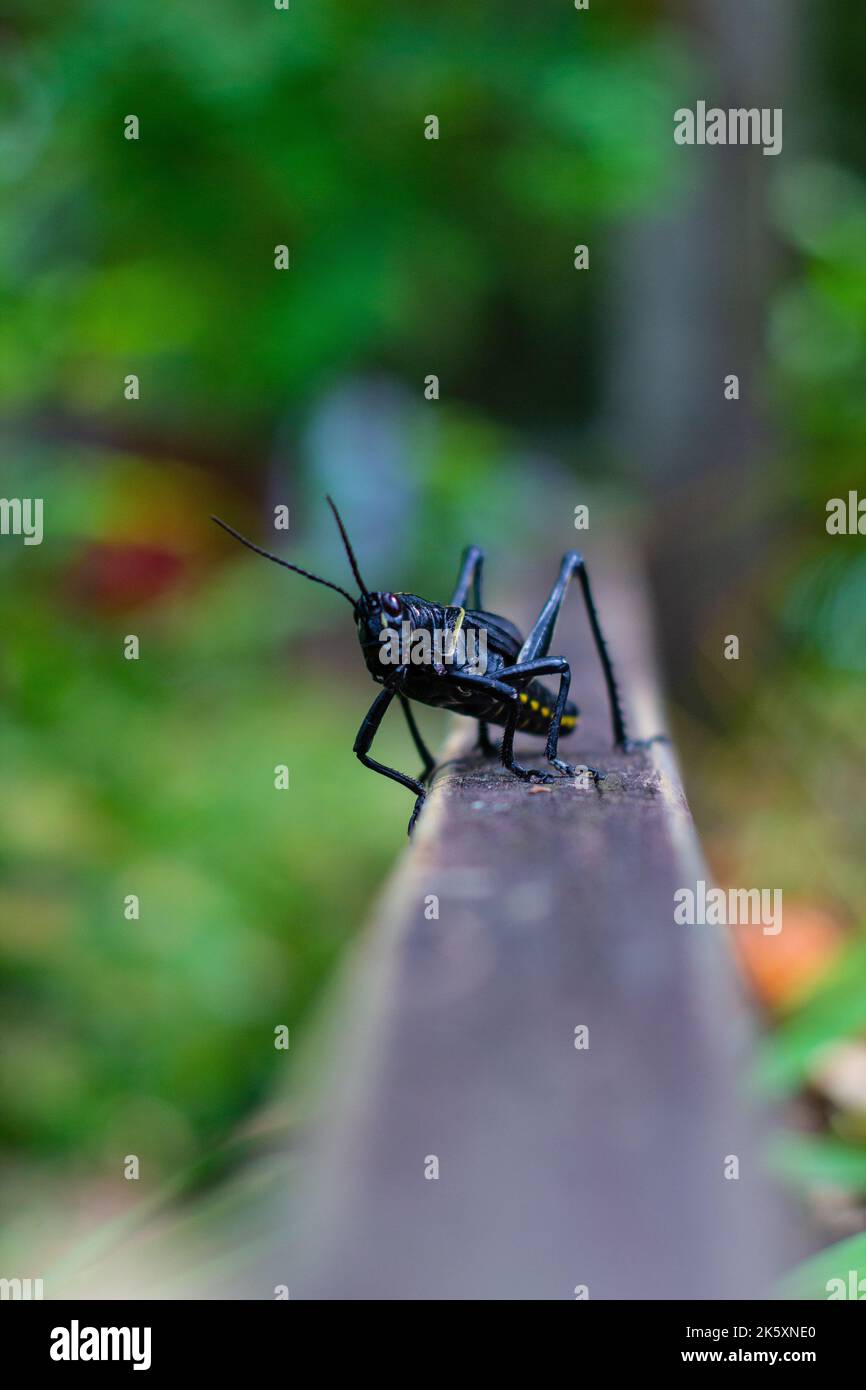 Sutor hi-res stock photography and images - Alamy