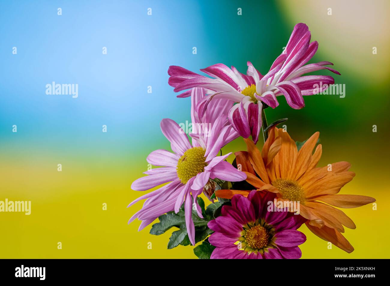 colorful chrysanthemums, blooming flowers from close range on a delicate blurred background, purple, white, orange inflorescence, space for text Stock Photo