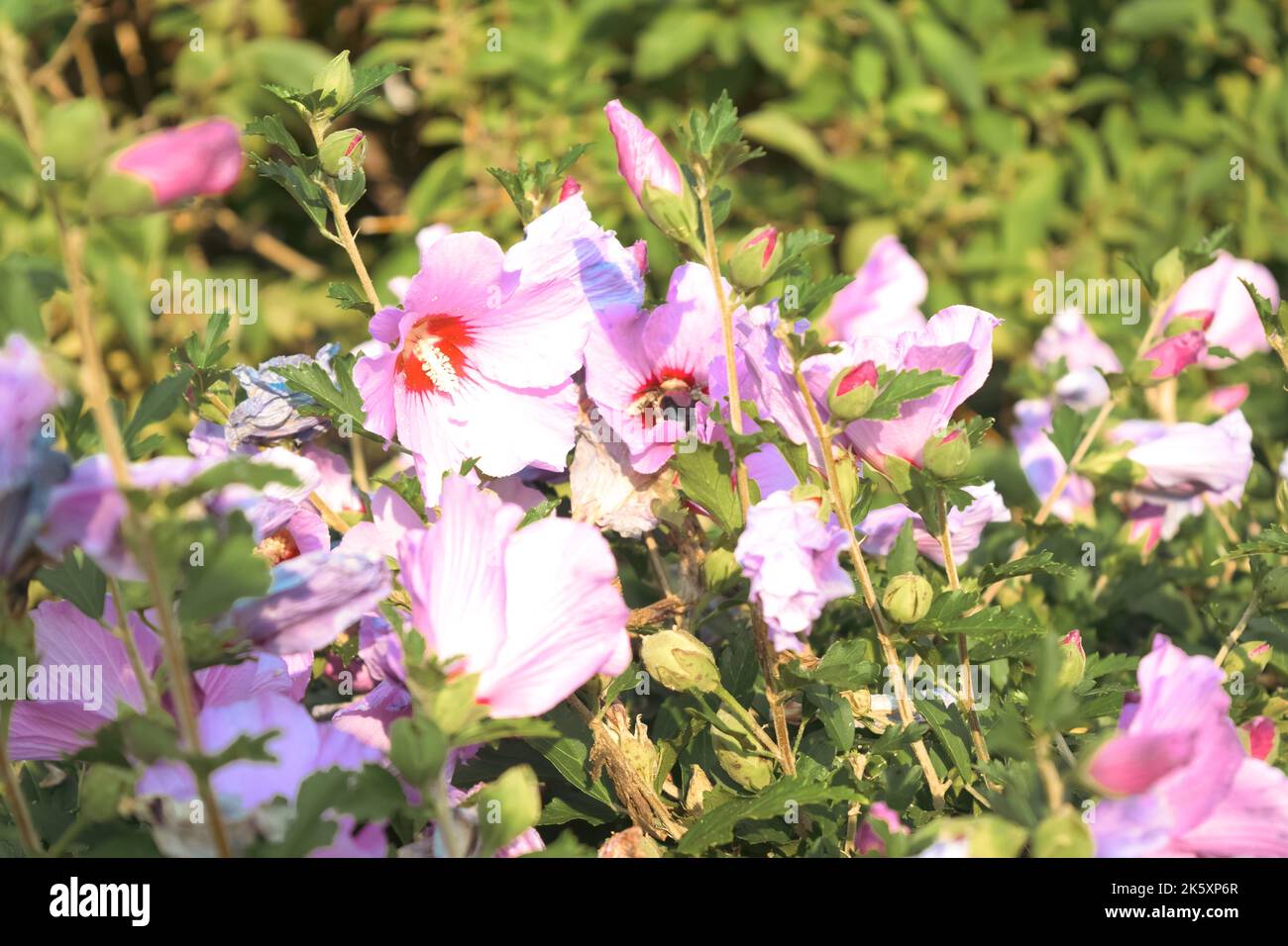 Beautiful Hibiscus syriacus flowers in the garden Stock Photo - Alamy