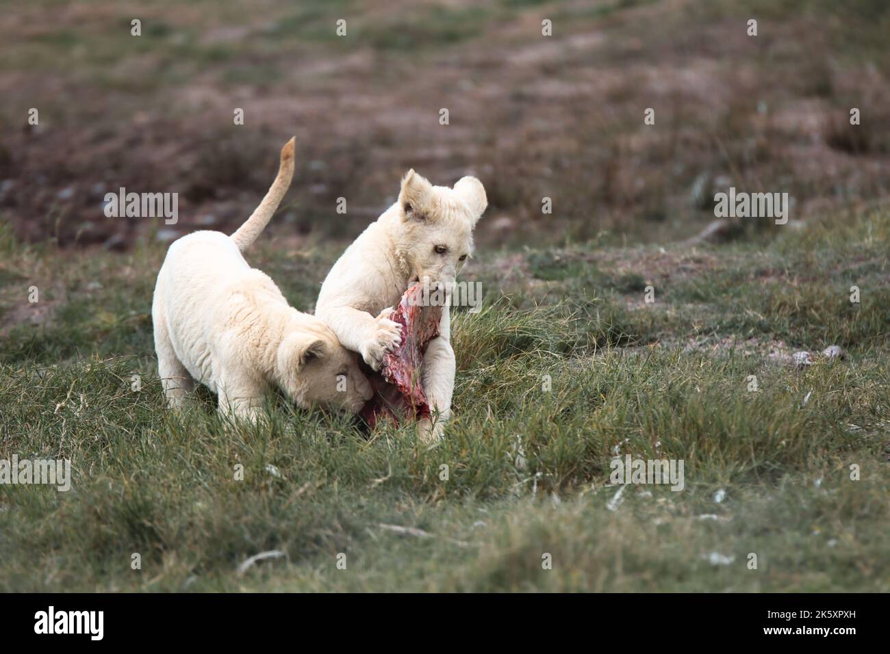 Rare and beautiful white albino lion cubs eating their meal Stock Photo