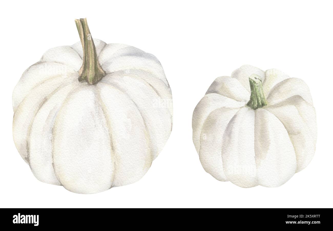 White pumpkins hand drawn in watercolor isolated on white background ...