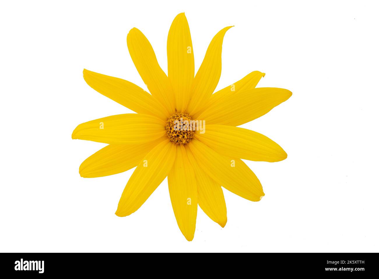 A sunflower in a vase on a black background Stock Photo - Alamy