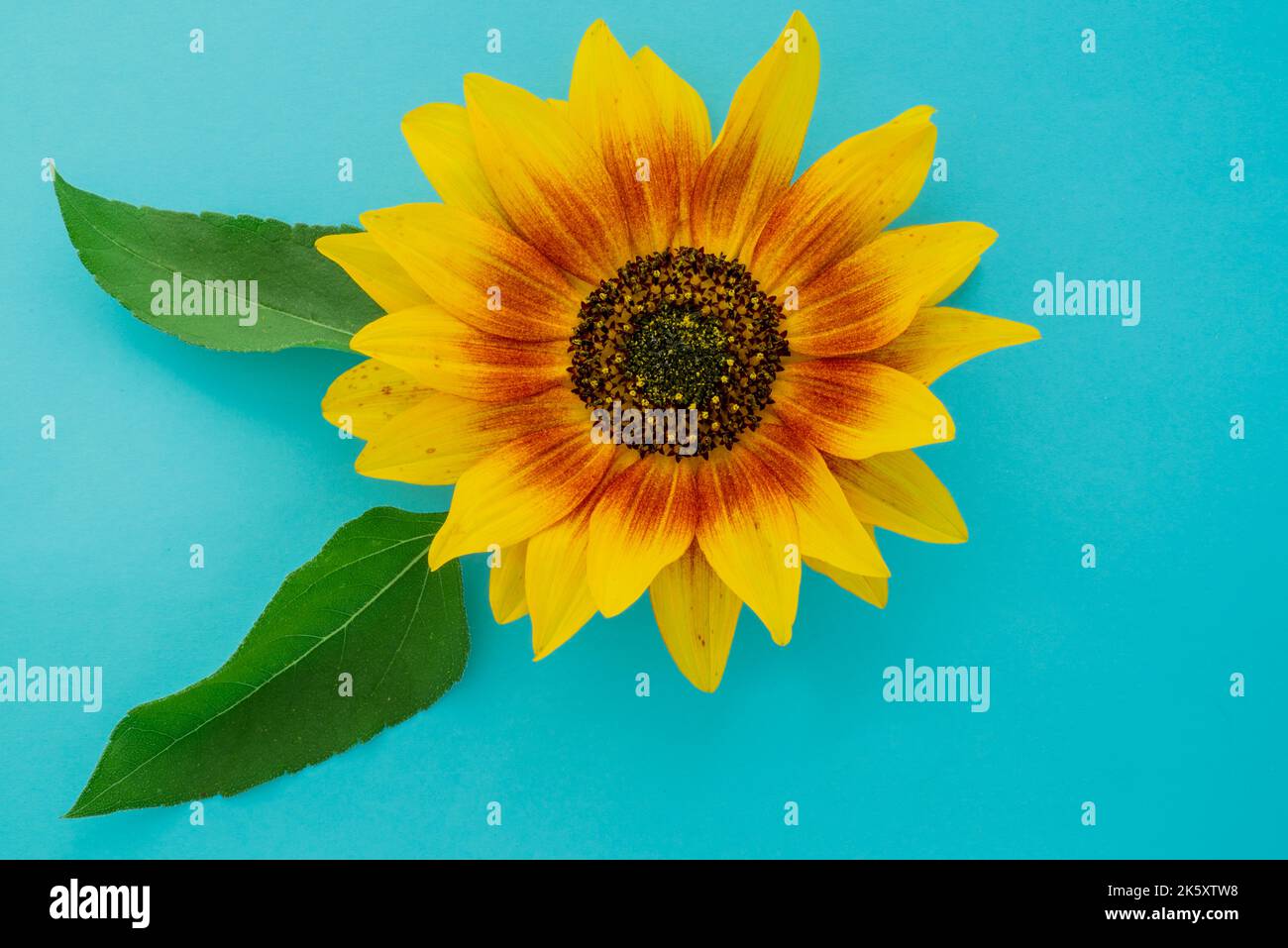 A sunflower in a vase on a black background Stock Photo - Alamy