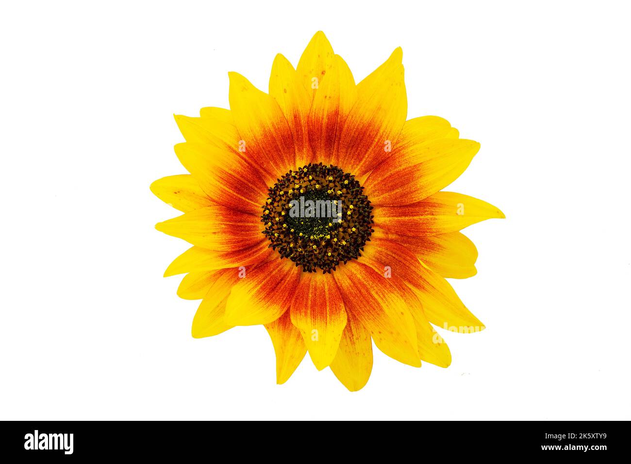 A sunflower in a vase on a black background Stock Photo - Alamy