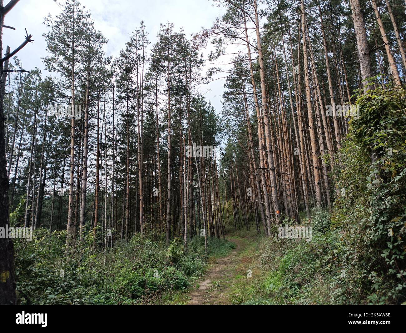 A pathway through a dense forest with tall trees Stock Photo - Alamy