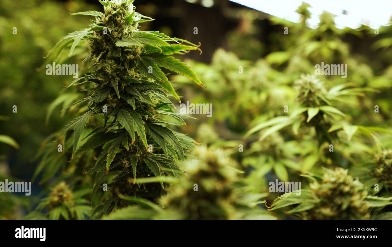 Cannabis plant in curative cannabis weed farm for medical cannabis