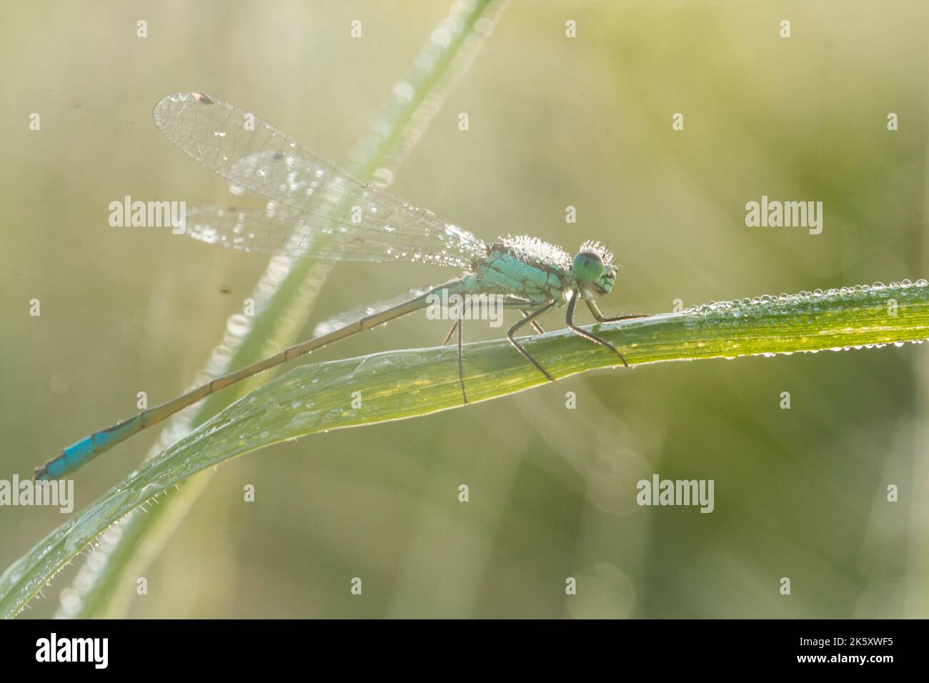 A dew covered blue tailed damselfly (Ischnura elegans) rests in the grass as the sun rises at Ham Wall nature reserve Stock Photo